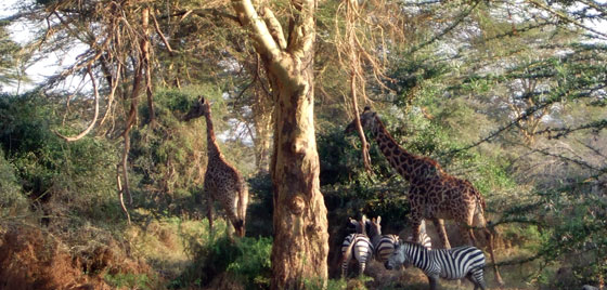 Kenia - Reise